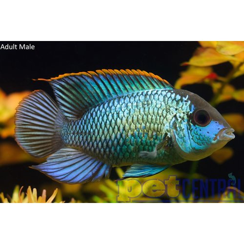 Electric Blue Acara LG (5-6") Electric Blue Acara LG (5-6")