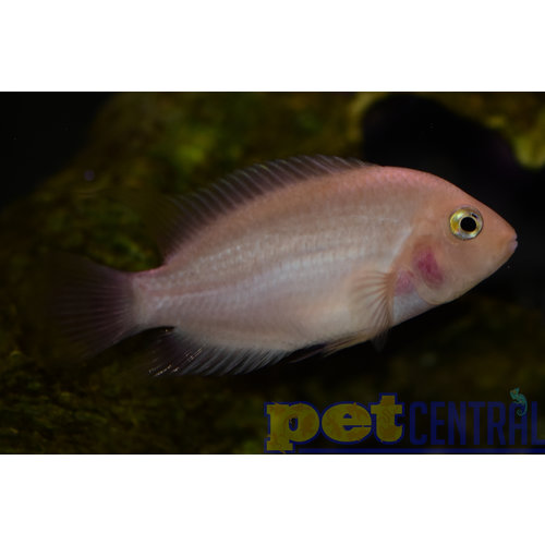Pink Convict MD Pink Convict MD