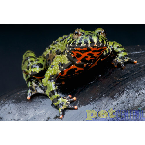 Firebelly Toad MD (2-3") Firebelly Toad MD (2-3")