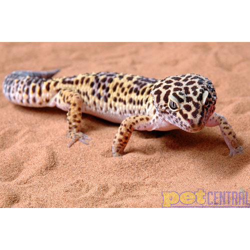 Assorted Leopard Gecko Female Adult Assorted Leopard Gecko Female Adult