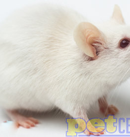 Adult Mouse (Weaned)
