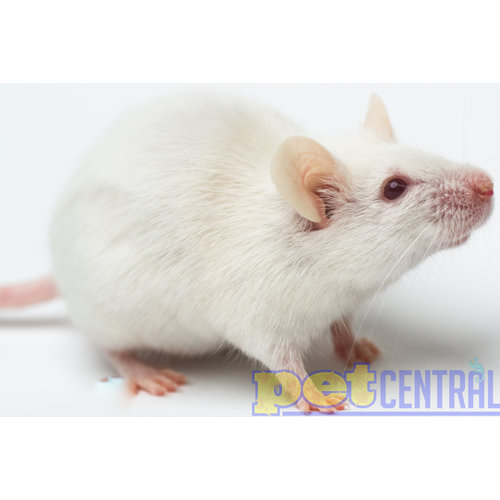 Adult Mouse (Weaned)