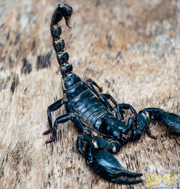 Asian Forest Scorpion (3")