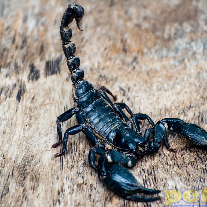 Asian Forest Scorpion (3")