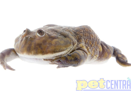 Veiled Chameleon For Sale - Live Pet Reptiles - PetSmart