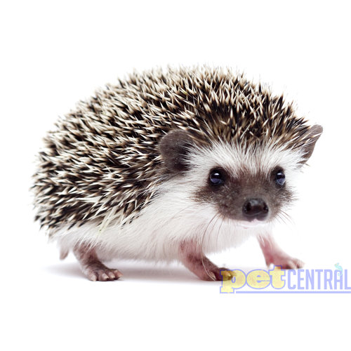 Salt & Pepper Hedgehog Salt & Pepper Hedgehog