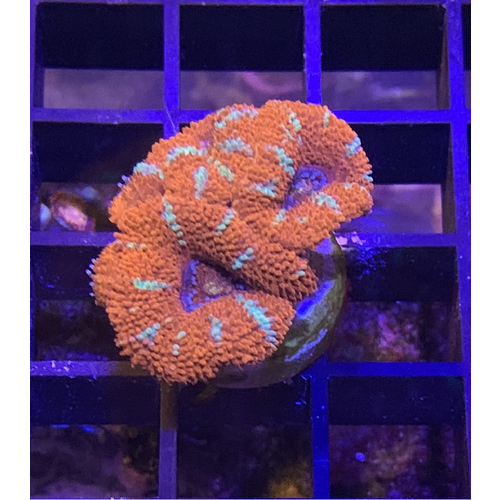 Orange Acan Frag (1-3HD) Orange Acan Frag (1-3HD)