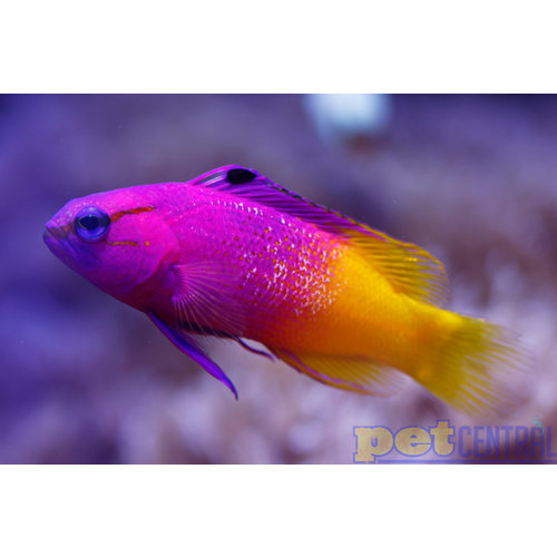 Royal Gramma MD (1.5") Royal Gramma MD (1.5")