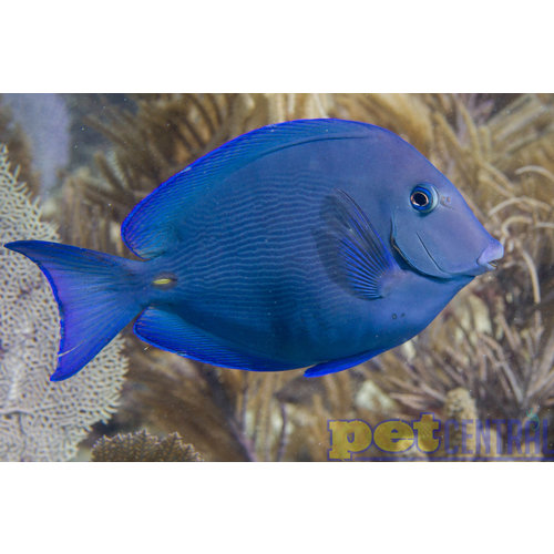 Atlantic Blue Tang SM Atlantic Blue Tang SM