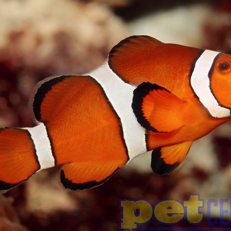 Sustainable Aquatics Ocellaris Clownfish (Sus. Aq.) MD