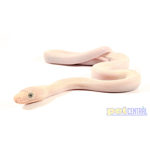 (WYSIWYG 12673) Blue Eyed Leucistic Colombian Rainbow Boa SM Male (WYSIWYG 12673) Blue Eyed Leucistic Colombian Rainbow Boa SM Male