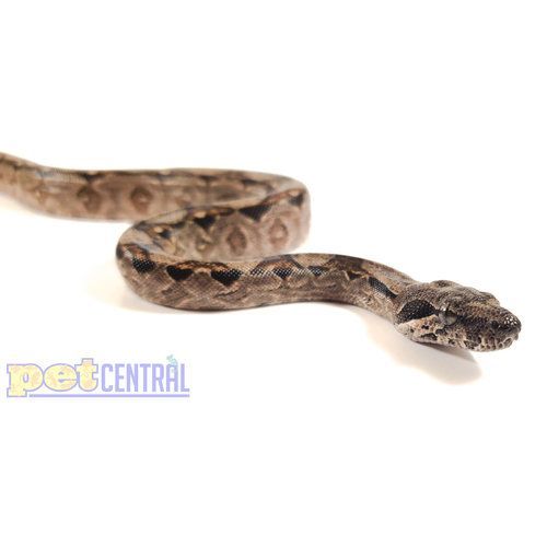 Nicaraguan Boa Baby Nicaraguan Boa Baby