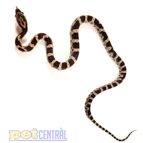 Okeetee Corn Snake Baby Okeetee Corn Snake Baby
