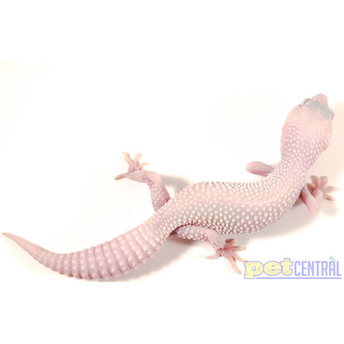 Blazing Blizzard Leopard Gecko Sub Adult (6-8") Blazing Blizzard Leopard Gecko Sub Adult (6-8")