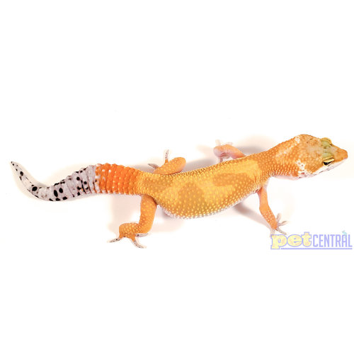 Hypomelanistic Jungle Designer Leopard Gecko Sub Adult (6-8") Hypomelanistic Jungle Designer Leopard Gecko Sub Adult (6-8")