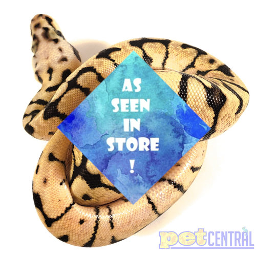 (WYSIWYG 12678) Bumblebee Ball Python Male Baby (WYSIWYG 12678) Bumblebee Ball Python Male Baby
