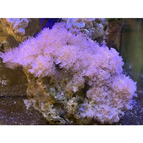 (WYSIWYG 12833) Pulsing Xenia XL Rock (WYSIWYG 12833) Pulsing Xenia XL Rock