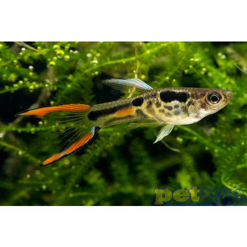Endlers Live Bearers RG Male Endlers Live Bearers RG Male
