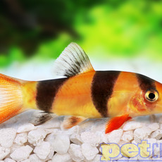 Clown Loach SM