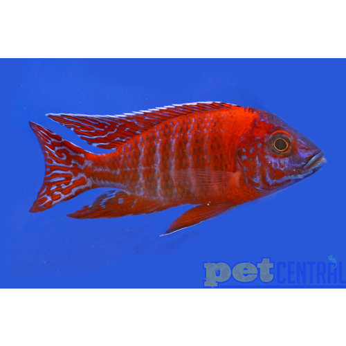 Ruby Red Peacock Cichlid Male LG Ruby Red Peacock Cichlid Male LG