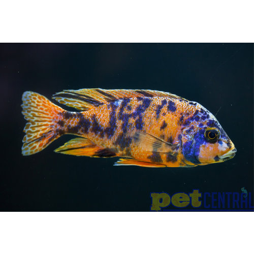 Orange Blotch (OB) Peacock MD Male Orange Blotch (OB) Peacock MD Male