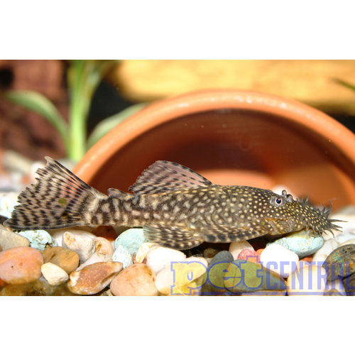 Bristlenose Pleco MD Bristlenose Pleco MD