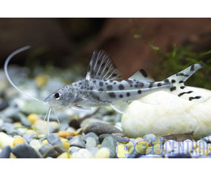 Pictus Catfish For Sale - Pet Central - Pet Central