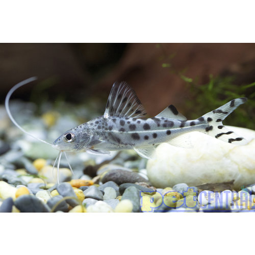Polkadot Pictus Catfish RG Polkadot Pictus Catfish RG