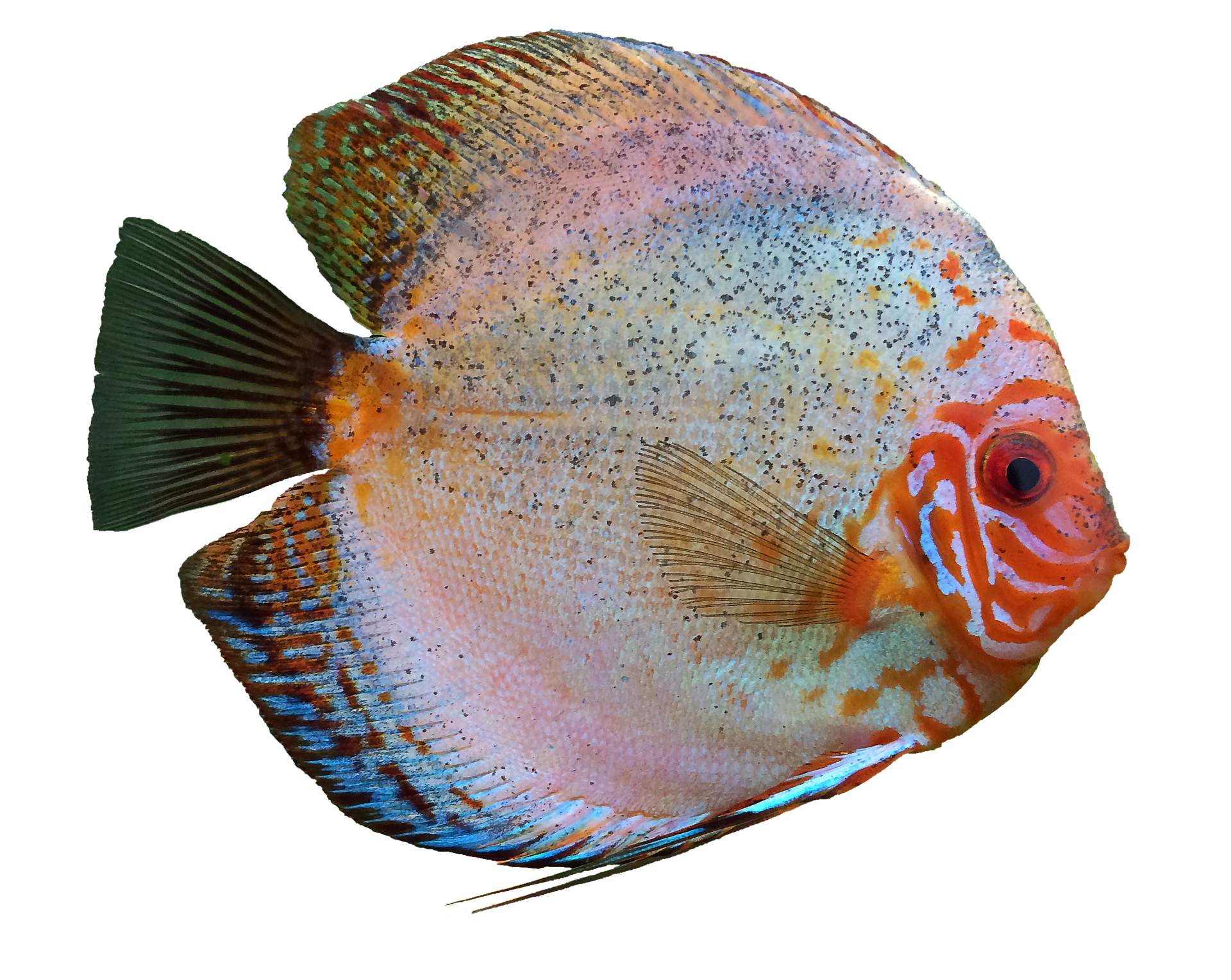 South American Cichlid Fish For Sale