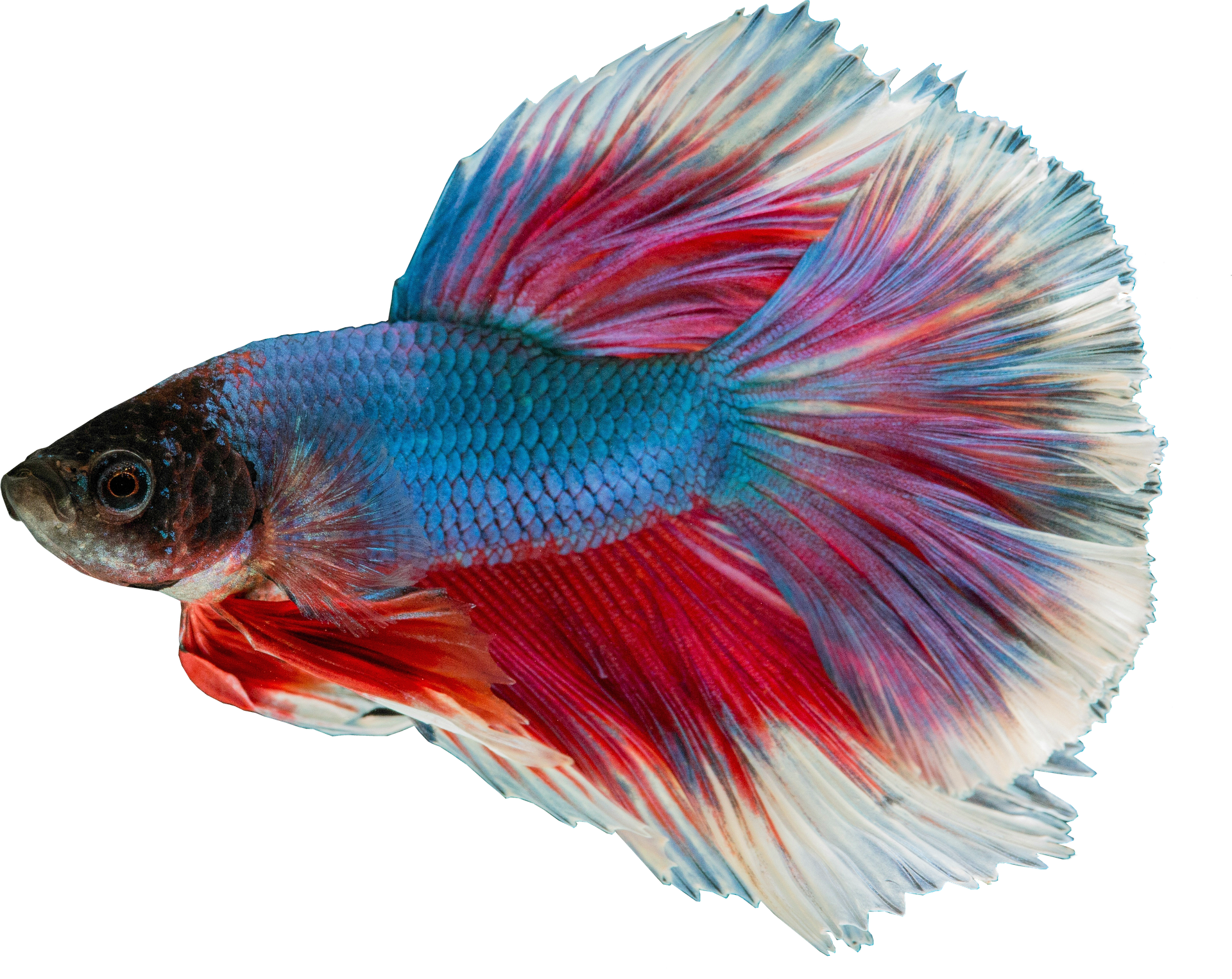 Betta Fish For Sale