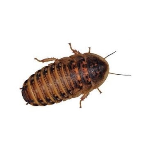 Dubia Roaches Dubia Roaches