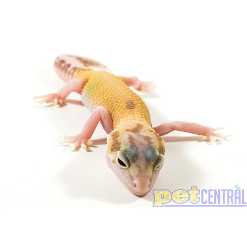 Raptor (Red Eyes) Leopard Gecko Juvenile Raptor (Red Eyes) Leopard Gecko Juvenile