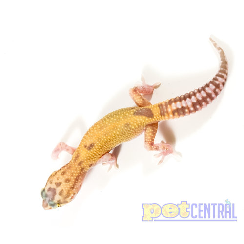 Raptor (Snake Eyes) Leopard Gecko Juvenile Raptor (Snake Eyes) Leopard Gecko Juvenile