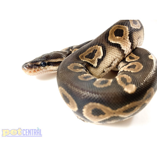 (WYSIWYG 12704) Fire Cinnamon Yellow Belly Ball Python Baby (WYSIWYG 12704) Fire Cinnamon Yellow Belly Ball Python Baby
