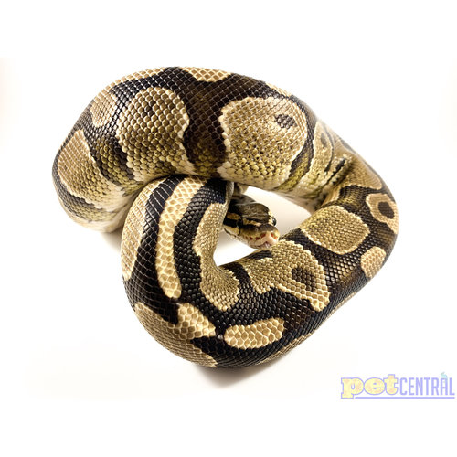 WYSIWYG 12869 Fire Ball Python Adult 3' WYSIWYG 12869 Fire Ball Python Adult 3'
