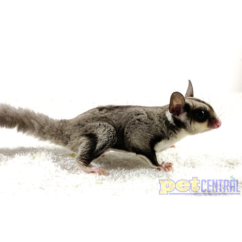 WYSIWYG 12872 Sugar Glider Female Adult WYSIWYG 12872 Sugar Glider Female Adult