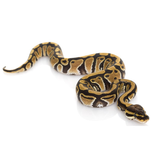 USA Captive Bred Ball Python (USA Captive Bred) Baby USA Captive Bred Ball Python (USA Captive Bred) Baby