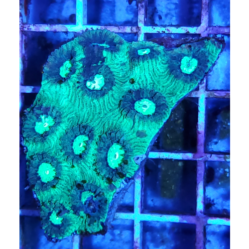 Australian (WYSIWYG 12861) Super Green Favia Moonstone SM (2.5-3.5") Australian (WYSIWYG 12861) Super Green Favia Moonstone SM (2.5-3.5")