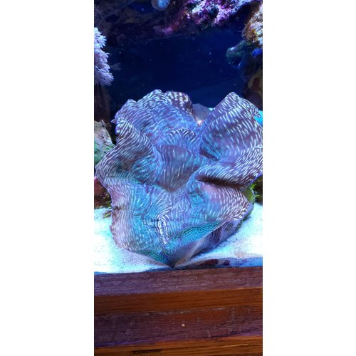 (WYSIWYG 12950) Deresa Clam Aqua / Gold (12") (WYSIWYG 12950) Deresa Clam Aqua / Gold (12")