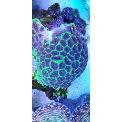 (WYSIWYG 12931) Grape Favia Colony (3.5") (WYSIWYG 12931) Grape Favia Colony (3.5")