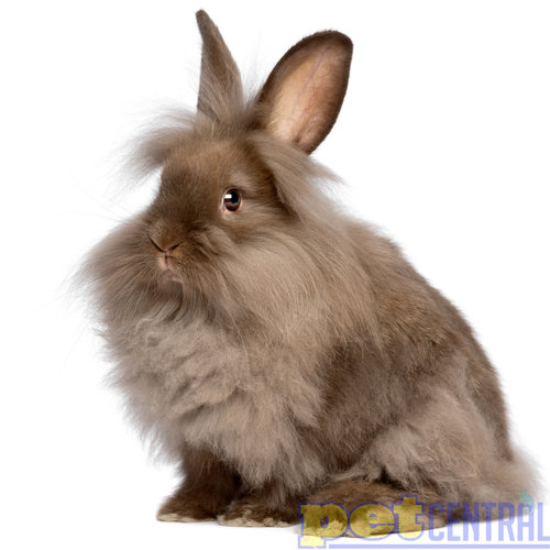 Dwarf Lionhead Rabbit Baby (8-14weeks) Dwarf Lionhead Rabbit Baby (8-14weeks)