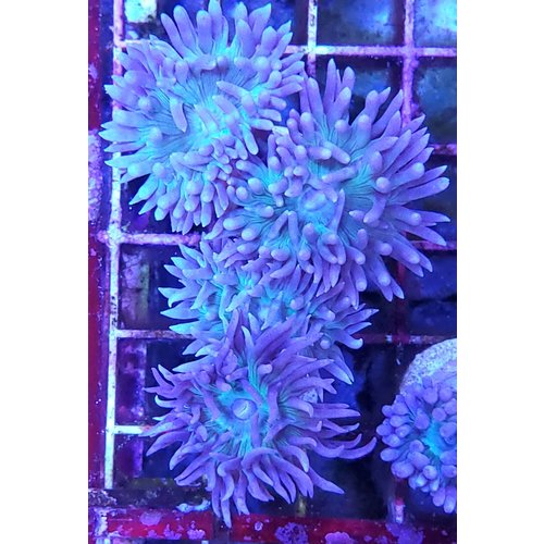 Australian Metallic Green Duncan Frag (1HD) Australian Metallic Green Duncan Frag (1HD)