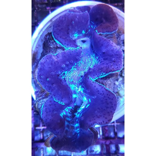 (WYSIWYG 12829) Maxima Clam Ultra Blue (4-6") (WYSIWYG 12829) Maxima Clam Ultra Blue (4-6")