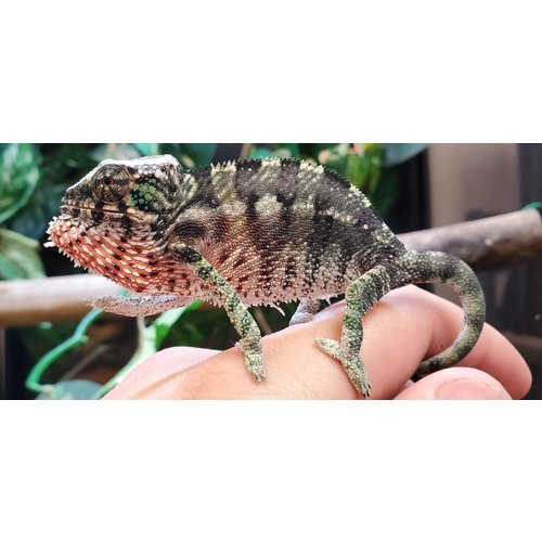 (WYSIWYG 12915) Ambilobe Panther Chameleon SM (WYSIWYG 12915) Ambilobe Panther Chameleon SM