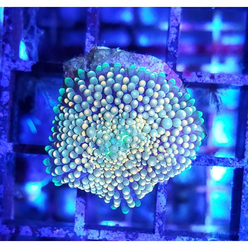 Assorted Ricordea Frag (1HD) Assorted Ricordea Frag (1HD)