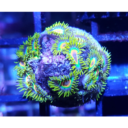 (WYSIWYG 12980) Rasta Zoanthid Frag (33HD) (WYSIWYG 12980) Rasta Zoanthid Frag (33HD)