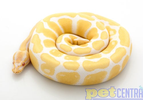 Snakes For Sale Pet Central,Japanese Food Clipart
