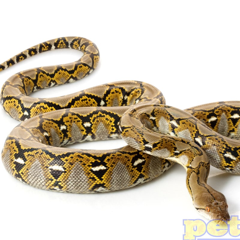 Reticulated & Other Pythons