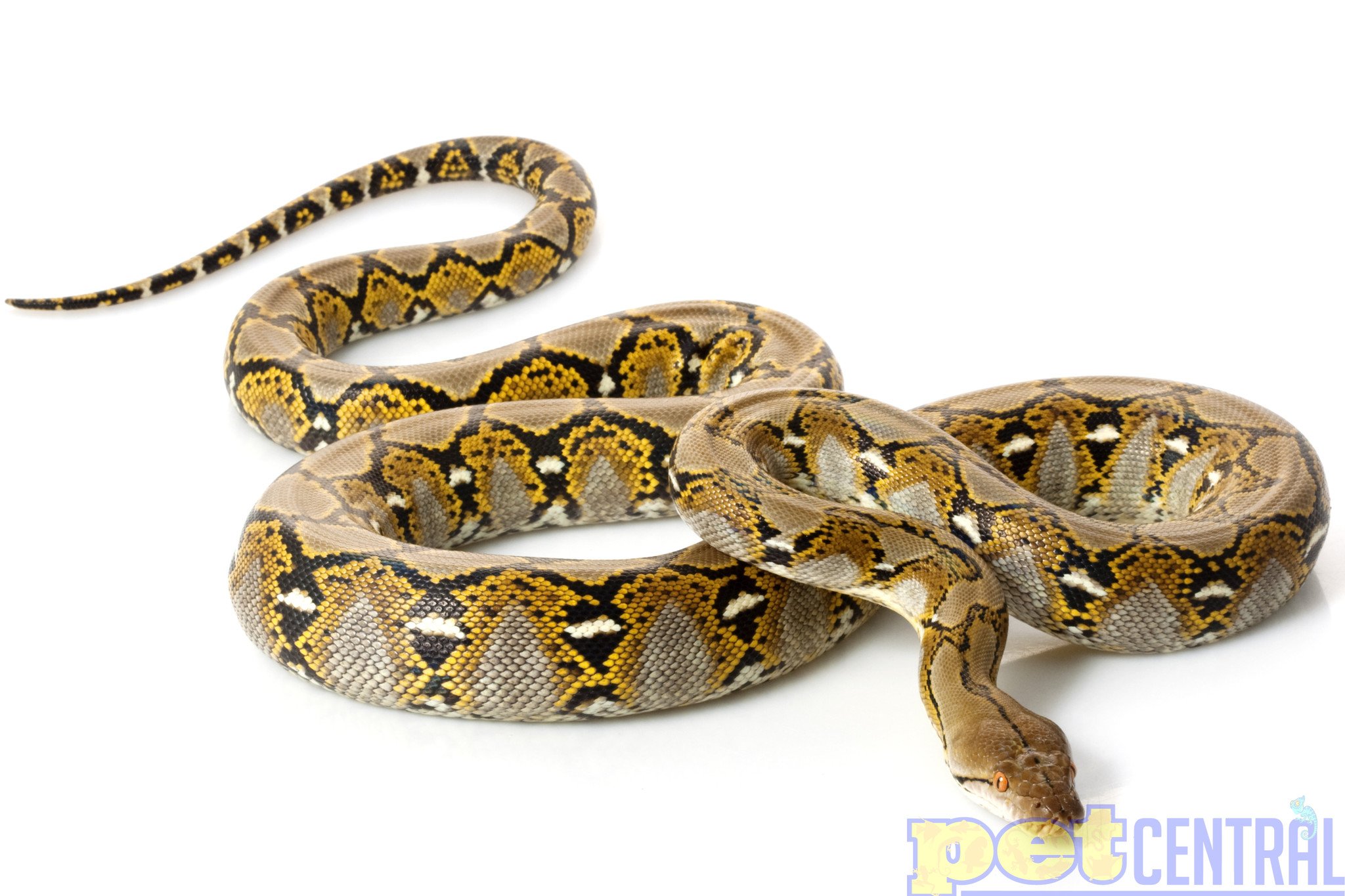 Reticulated & Other Pythons