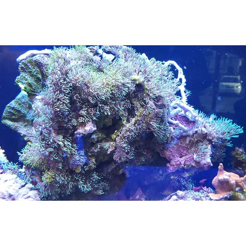 (WYSIWYG 8830) Metallic & Light Green Star Polyps (12") (WYSIWYG 8830) Metallic & Light Green Star Polyps (12")